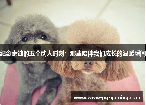 纪念泰迪的五个动人时刻：那些陪伴我们成长的温暖瞬间